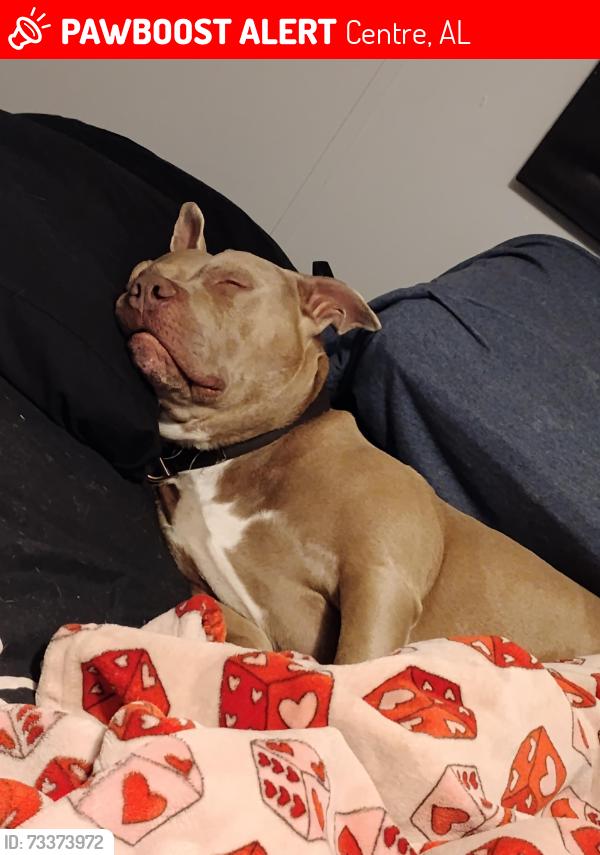 Lost Male Dog last seen County road 71 and 364 centre, al, Centre, AL 35960