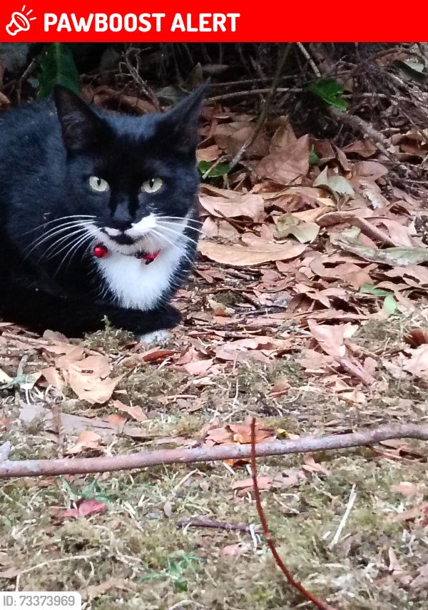 Lost Female Cat last seen Fairways golf course, Whitefield, England M45 7BN