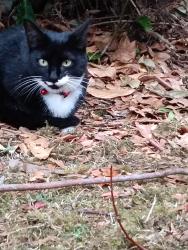 Lost Female Cat last seen Fairways golf course, Whitefield, England M45 7BN