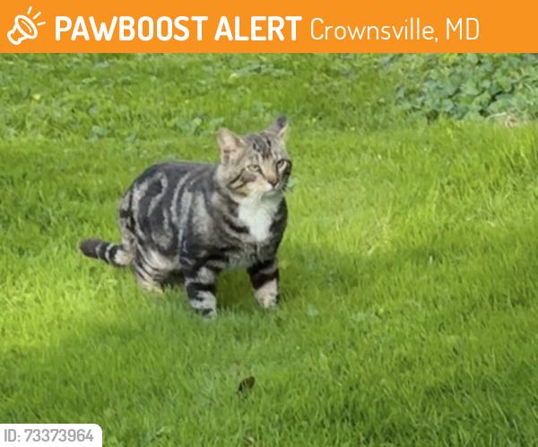 Found/Stray Male Cat last seen Crownsville hosp Center, Crownsville Rd and Generals Hwy, Crownsville, MD 21032