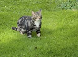 Found/Stray Male Cat last seen Crownsville hosp Center, Crownsville Rd and Generals Hwy, Crownsville, MD 21032