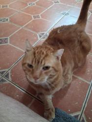 Lost Male Cat last seen Kings highway and Asbury station, East Greenwich Township, NJ 08056