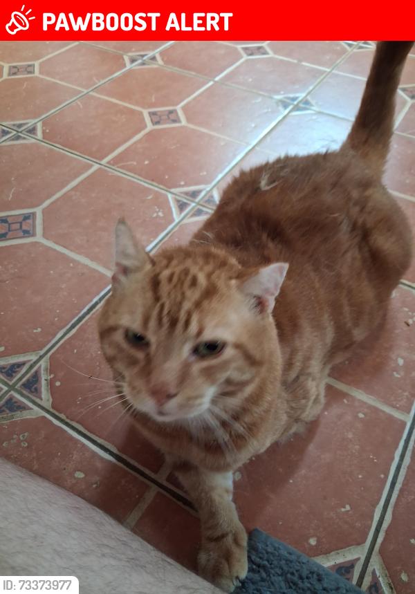 Lost Male Cat last seen Kings highway and Asbury station, East Greenwich Township, NJ 08056