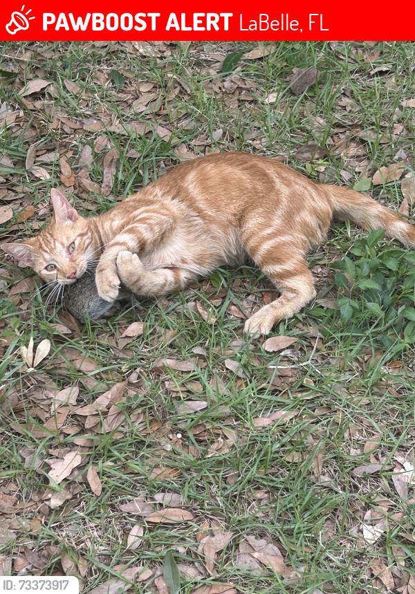 Lost Female Cat last seen Vega ct. and Primrose, LaBelle, FL 33935