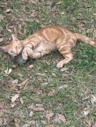 Lost Female Cat last seen Vega ct. and Primrose, LaBelle, FL 33935