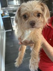 Found/Stray Male Dog last seen Near place and sacramento, Chicago, IL 60623