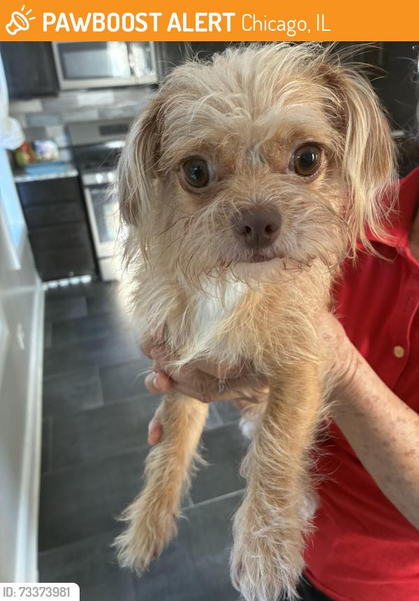 Found/Stray Male Dog last seen Near place and sacramento, Chicago, IL 60623