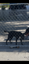 Lost Male Dog last seen Spruce street San Bernardino and mt Vernon, San Bernardino, CA 92411