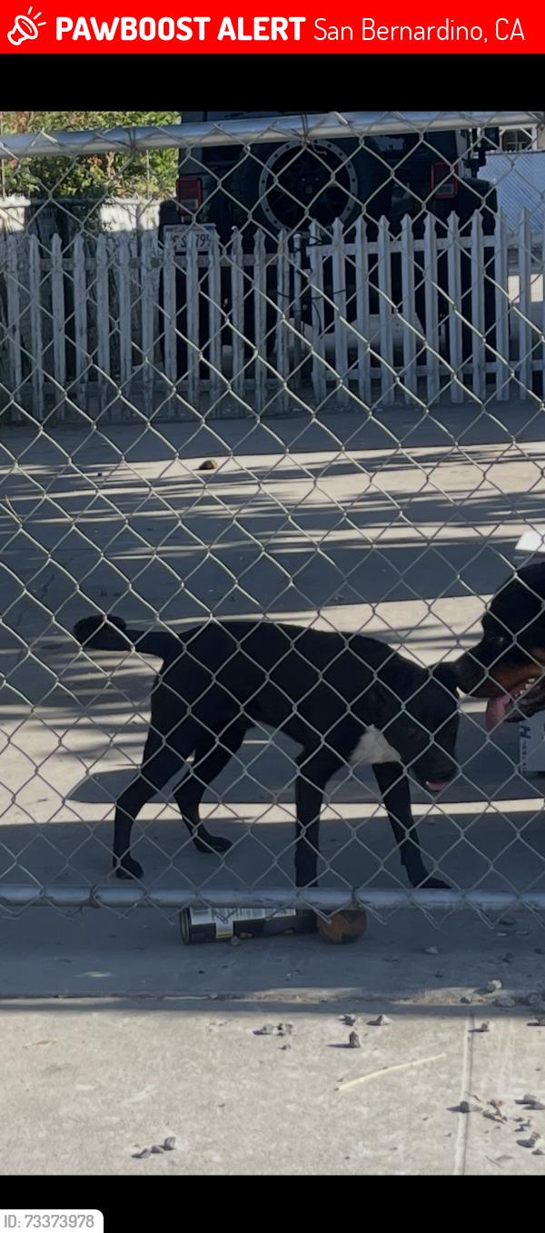 Lost Male Dog last seen Spruce street San Bernardino and mt Vernon, San Bernardino, CA 92411