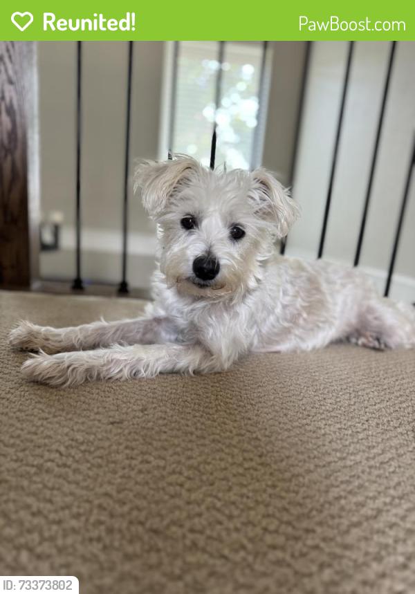 Reunited Female Dog last seen Neighborhood in between Glade Road and Hall Johnson in Grapevine, Grapevine, TX 76051