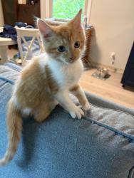 Found/Stray Female Cat last seen Scamahorn Park, Pittsboro, IN, Pittsboro, IN 46167