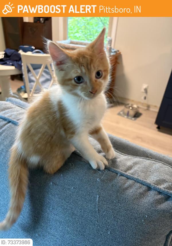 Found/Stray Female Cat last seen Scamahorn Park, Pittsboro, IN, Pittsboro, IN 46167