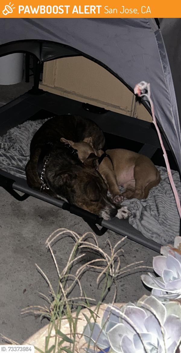 Found/Stray Female Dog last seen E Captiol Expy and Senter Rd, San Jose, CA 95122