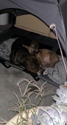 Found/Stray Female Dog last seen E Captiol Expy and Senter Rd, San Jose, CA 95122