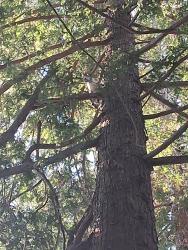 Found/Stray Unknown Cat last seen Azevedo, Sacramento, CA 95833