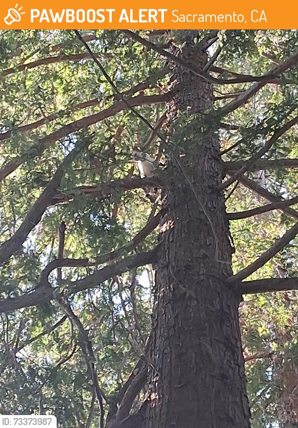 Found/Stray Unknown Cat last seen Azevedo, Sacramento, CA 95833