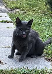 Reunited Unknown Cat last seen Near 284 Moon Clinton road, Carnot-Moon, PA 15108