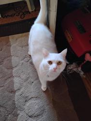 Lost Male Cat last seen Stanton place apmts, Stanton, KY 40380