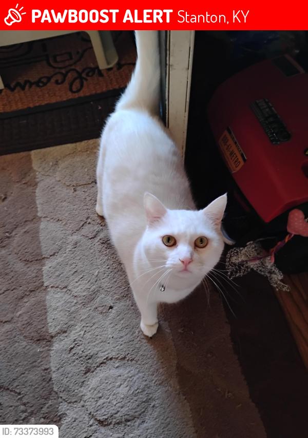 Lost Male Cat last seen Stanton place apmts, Stanton, KY 40380