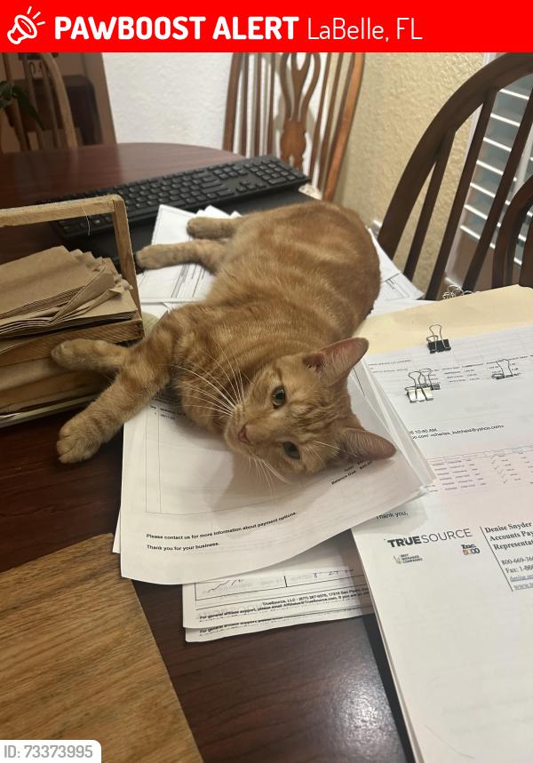 Lost Female Cat last seen Vega ct and Primrose, LaBelle, FL 33935