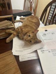 Lost Female Cat last seen Vega ct and Primrose, LaBelle, FL 33935