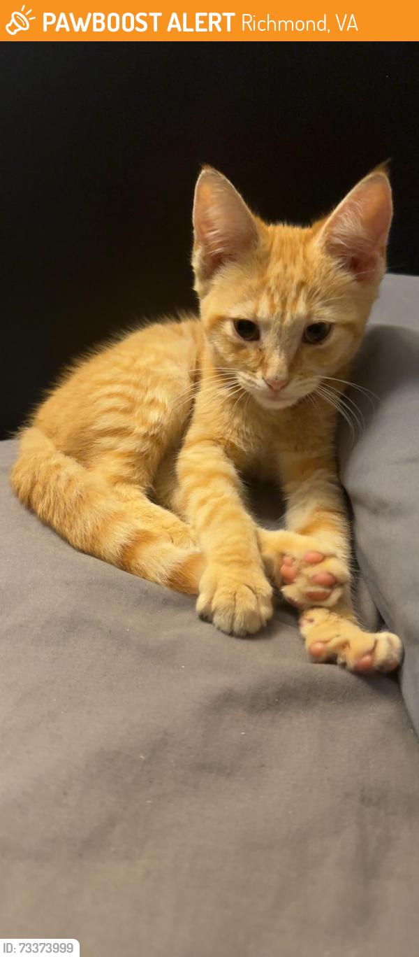 Found/Stray Unknown Cat last seen Idlewood ave and South Allen ave, Richmond, VA 23220