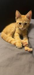 Found/Stray Unknown Cat last seen Idlewood ave and South Allen ave, Richmond, VA 23220