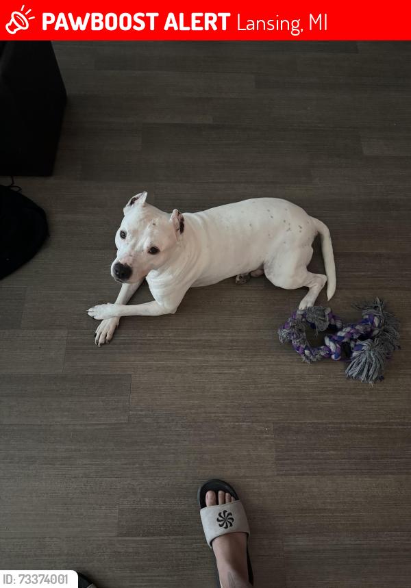 Lost Male Dog last seen Lansing Lugnuts, Marketplace apmts, Lansing, MI 48912