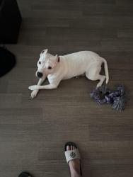 Lost Male Dog last seen Lansing Lugnuts, Marketplace apmts, Lansing, MI 48912