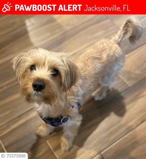 Lost Male Dog last seen Misty Mountain Dr and Wilderland, Jacksonville, FL 32225