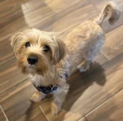 Lost Male Dog last seen Misty Mountain Dr and Wilderland, Jacksonville, FL 32225