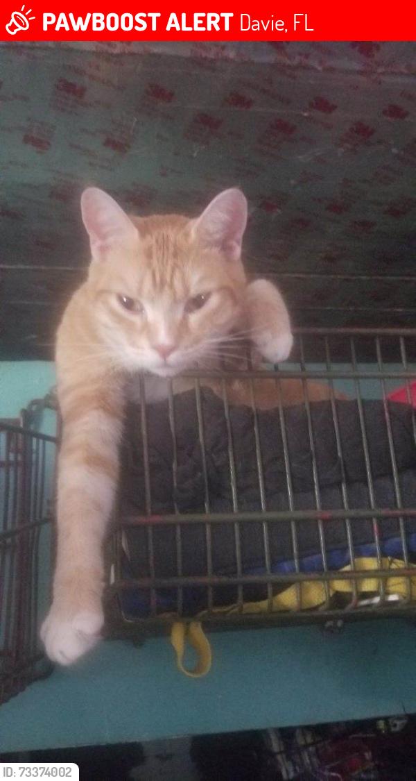 Lost Male Cat last seen Broward Boulevard near Westport, Davie, FL 33328