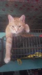 Lost Male Cat last seen Broward Boulevard near Westport, Davie, FL 33328