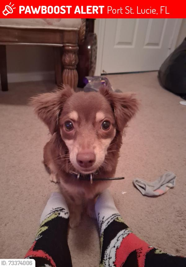 Lost Female Dog last seen By fire station 18, Port St. Lucie, FL 34983