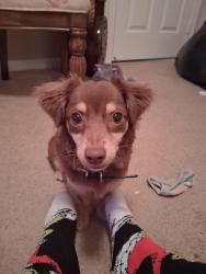 Lost Female Dog last seen By fire station 18, Port St. Lucie, FL 34983