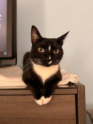 Reunited Female Cat last seen Bridle Rd and Kendrick St, Philadelphia, PA 19111