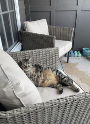 Lost Female Cat last seen Redbug, Casselberry, FL 32707