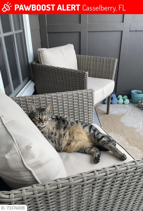 Lost Female Cat last seen Redbug, Casselberry, FL 32707