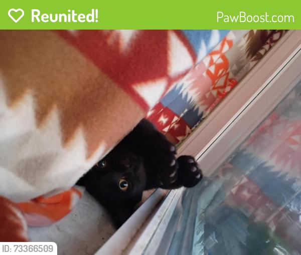Reunited Unknown Cat last seen Ditman st And strahle st, Philadelphia, PA 19136