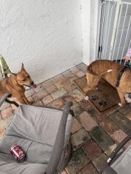 Lost Unknown Dog last seen South Jefferson St, Beverly Hills, FL 34465