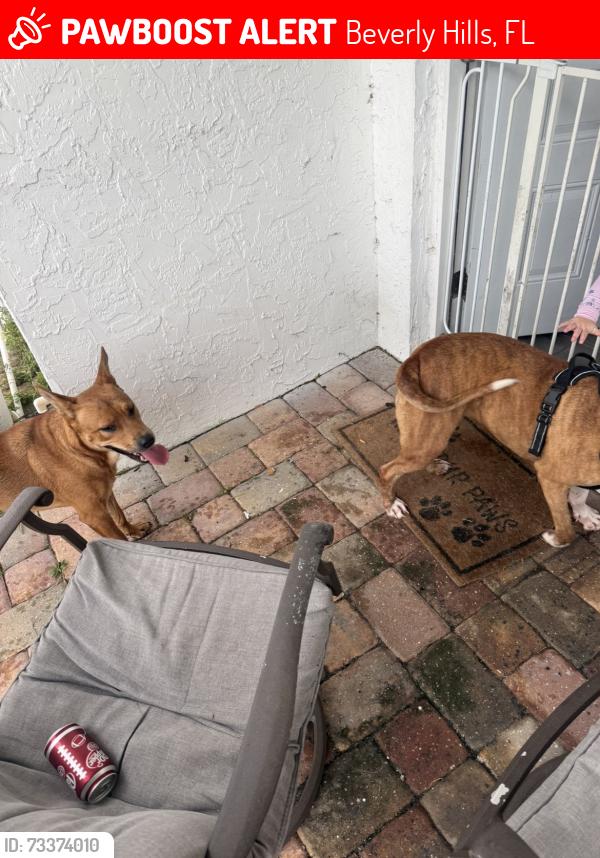 Lost Unknown Dog last seen South Jefferson St, Beverly Hills, FL 34465