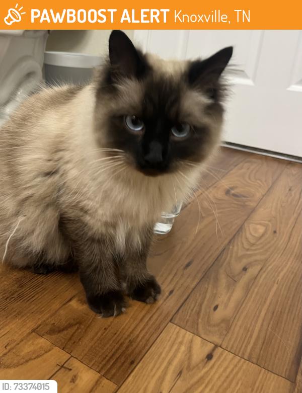 Found/Stray Female Cat last seen Enclave apmts, Knoxville, TN 37932