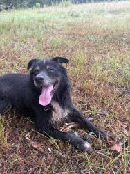 Found/Stray Unknown Dog last seen Farm, Ninety Six, SC 29666