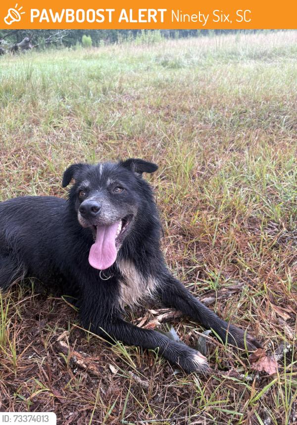 Found/Stray Unknown Dog last seen Farm, Ninety Six, SC 29666