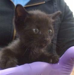 Shelter Stray Female Cat last seen Near BLOCK NW 79 AVE, 3599 NW 79th Ave, Doral, FL 33122, USA
