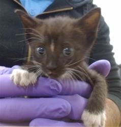 Shelter Stray Female Cat last seen Near BLOCK NW 79 AVE, 3599 NW 79th Ave, Doral, FL 33122, USA