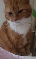 Reunited Female Cat last seen Woodgate Valley Country Park, West Midlands, England B32 3TE