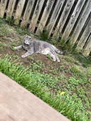 Lost Male Cat last seen Broad oak drive / Quiet Pine, Charlotte, NC 28273