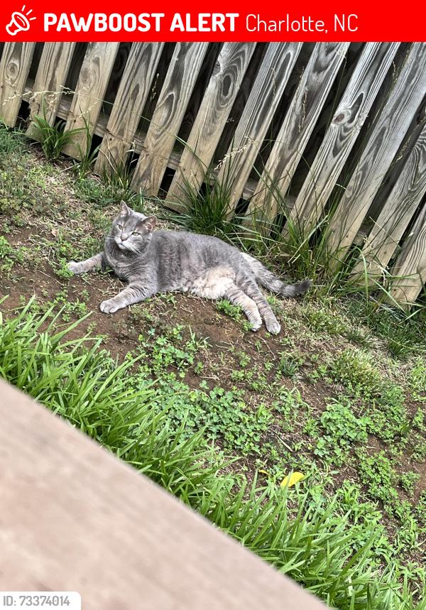 Lost Male Cat last seen Broad oak drive / Quiet Pine, Charlotte, NC 28273