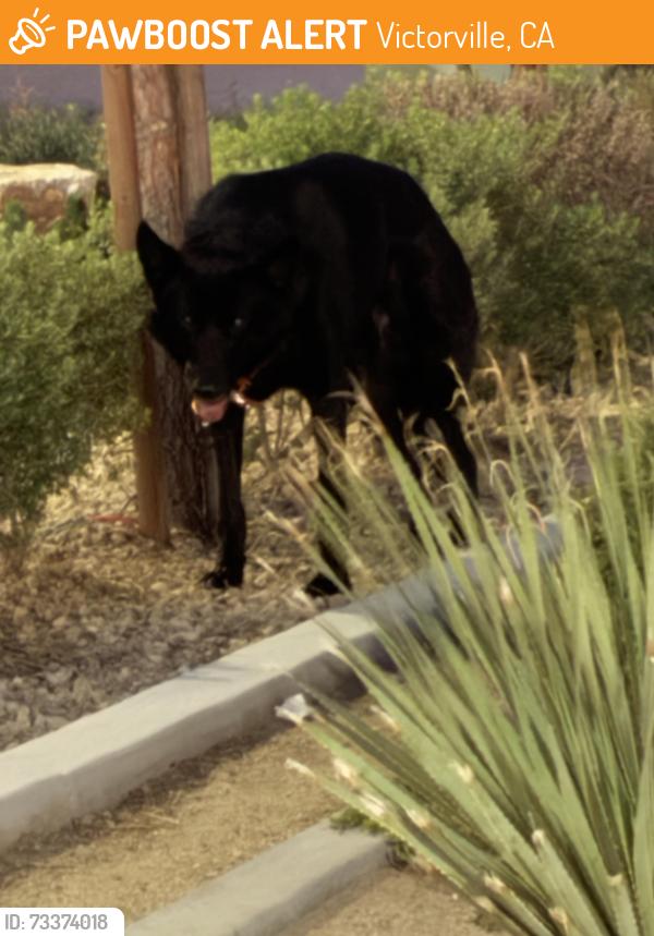 Found/Stray Unknown Dog last seen Amethyst and bear valley, Victorville, CA 92392